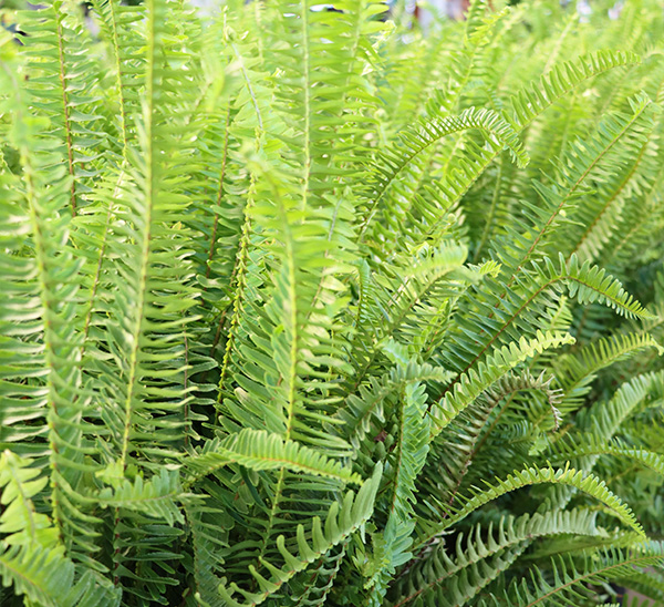 Kimberly Queen Fern	
