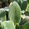 Lamb's Ear leaves