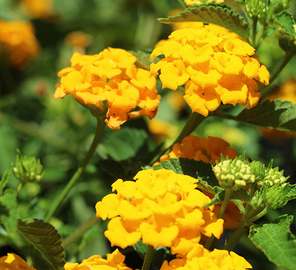 Link to Lantana  product page