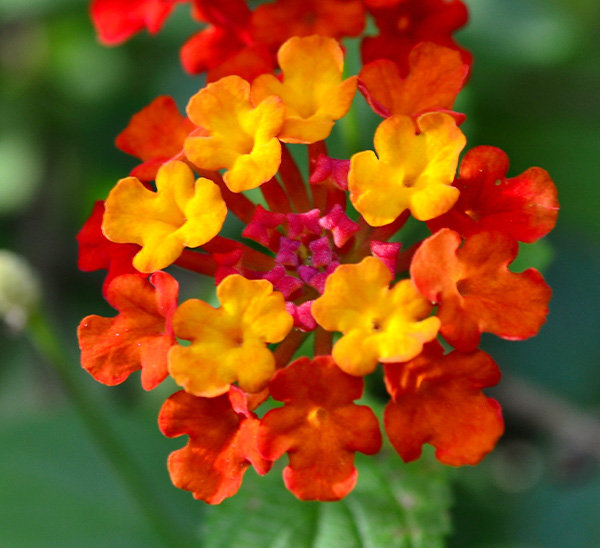 Link to Summer Color  product page