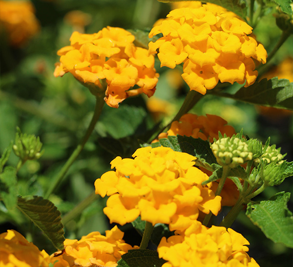 Summer Sized Color 