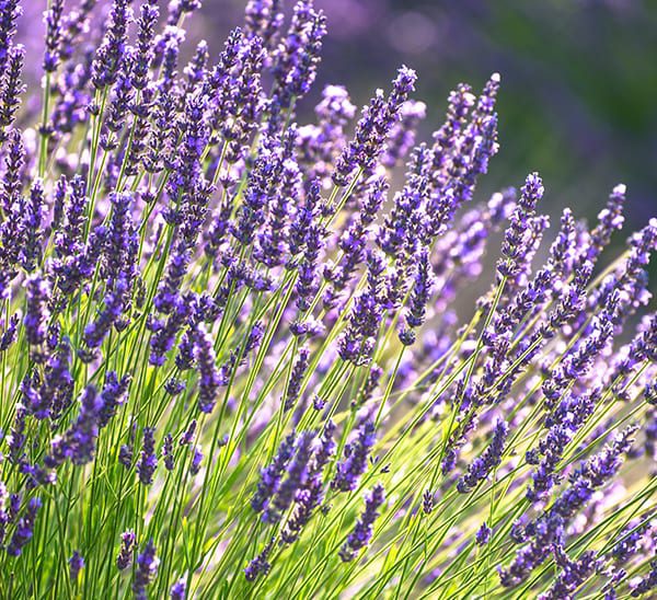 Lavender