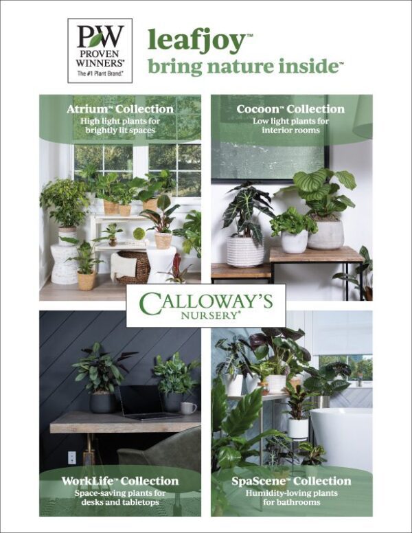 New Indoor Plants leafjoy™ from Proven Winners® Calloway’s Nursery