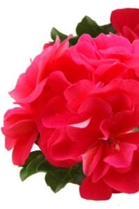 left-geranium