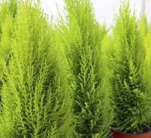 lemon cypress