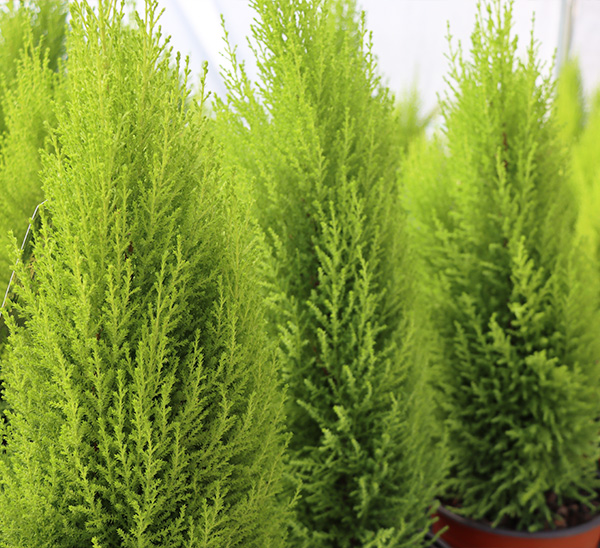 Lemon Cypress	