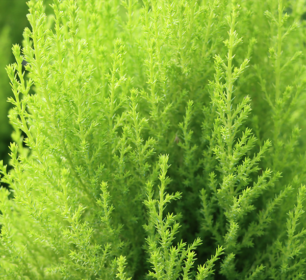 Lemon Cypress	