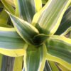 Dracaena Lemon Lime