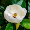 Ornamental Tree Pick & Plant Package
