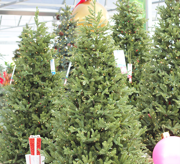 Life-Like Christmas Trees 