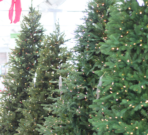 Life-Like Christmas Trees 