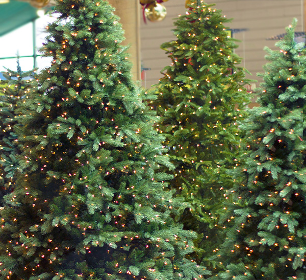 Life-Like Christmas Trees