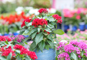 Red pentas in light blue pot