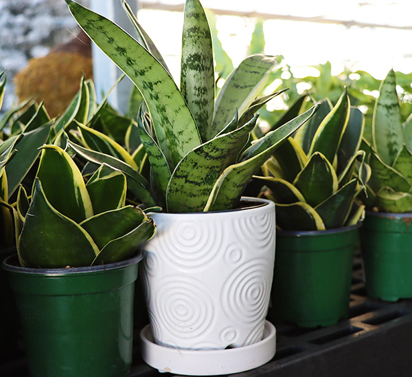 Link to Tabletop Pottery  product page