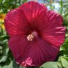 luna perennial hibiscus red