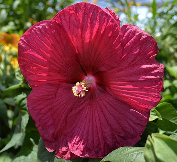 Hardy Hibiscus