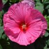 luna perennial hibiscus rose