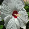 luna perennial hibiscus white