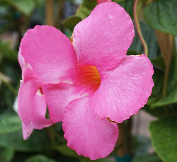 Tropical Vines 