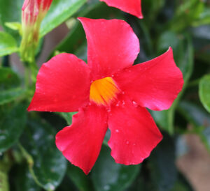 red mandevilla