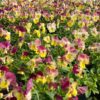 Cool Wave Spreading Pansy