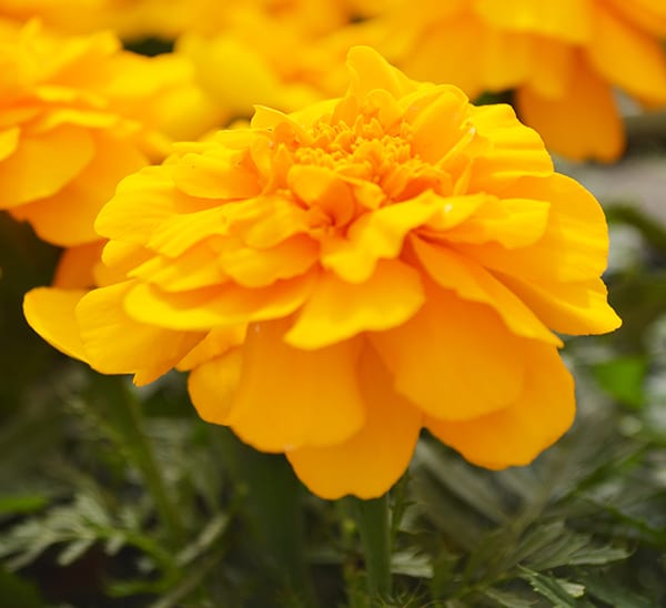 Marigolds