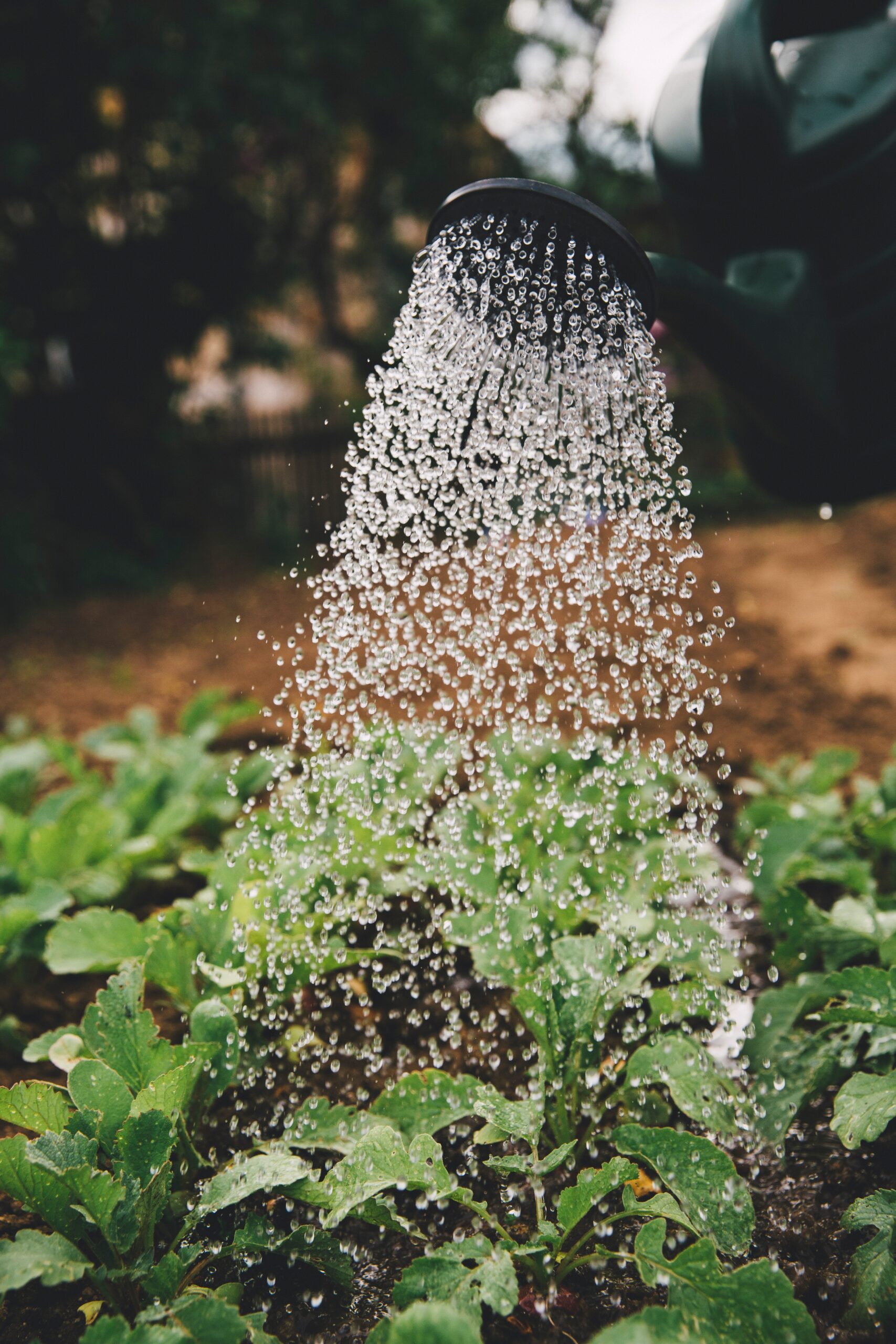 watering your lawn and garden plants