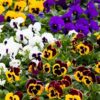 Flowerbed of Matrix Pansies in multiple colors