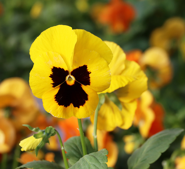 Link to Matrix® Pansies  product page