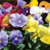 Matrix Pansies Clear Mix of colors