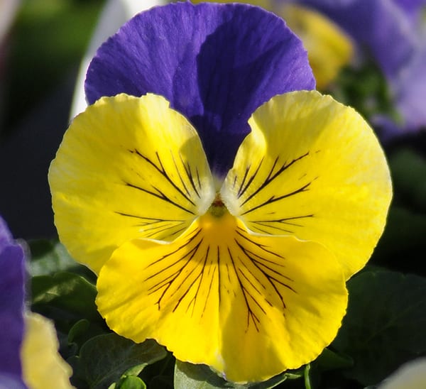 Matrix® Morpheus Pansy Calloway's Nursery