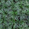 mondo grass