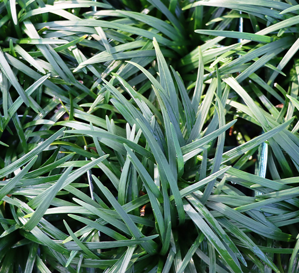Link to Groundcovers product page