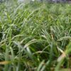 mondo grass