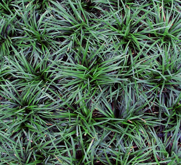 Groundcovers