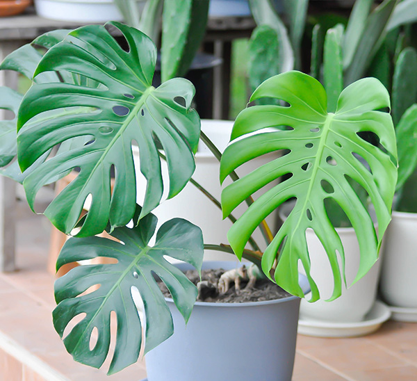 Select Indoor Plants  