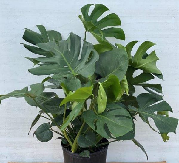 Monstera Deliciosa  Swiss Cheese Plant – Mickey Hargitay Plants