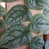 monstera dubia