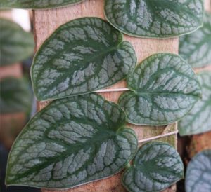 monstera dubia