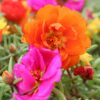 Moss Rose Flower Plant | Calloway's Nursery