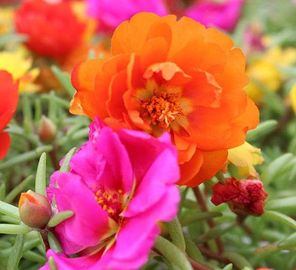 Moss Rose Flower Plant