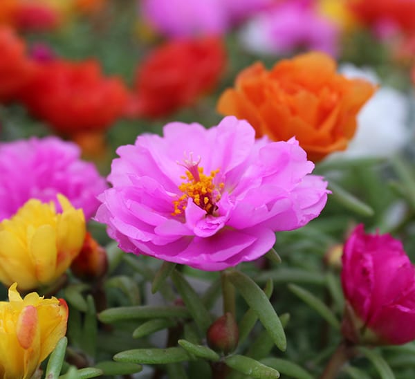 Moss Rose Flower Plant