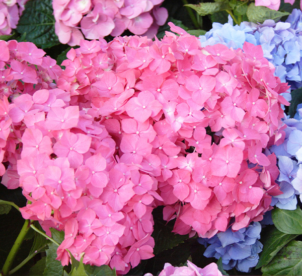 Mother's Day Color 