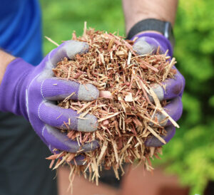 Person holding Cedar Mulch