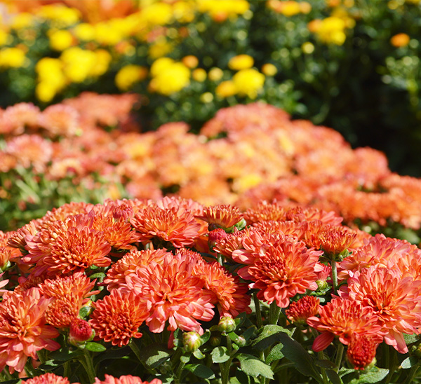 Link to Garden Mums product page