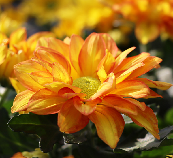 Floral Mums 