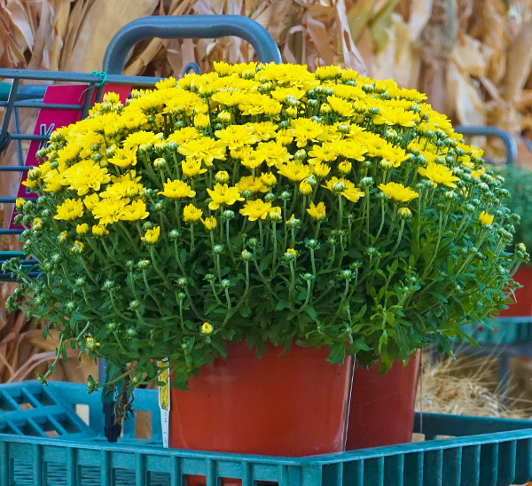 Link to Garden Mums  product page