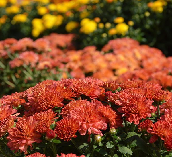 Link to Garden Mums  product page