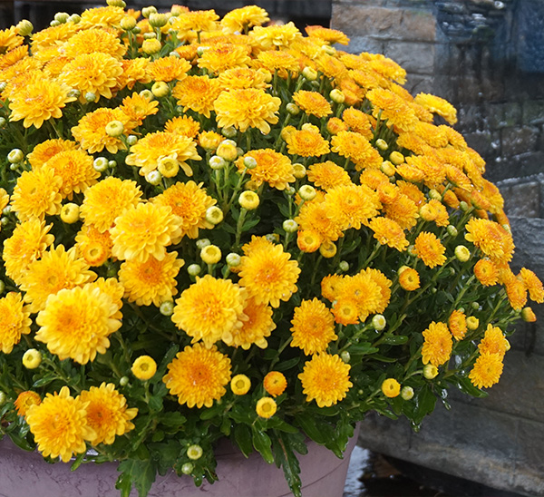 Garden Mums 