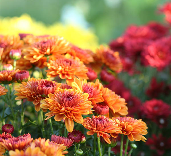 Link to Garden Mums  product page